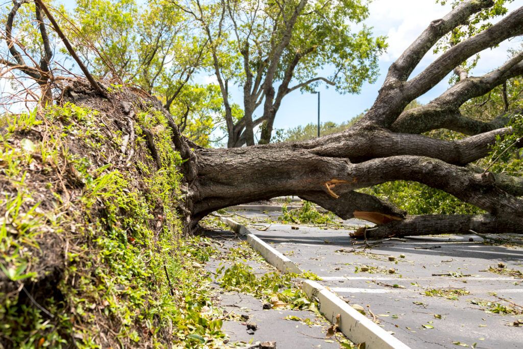 A downed tree