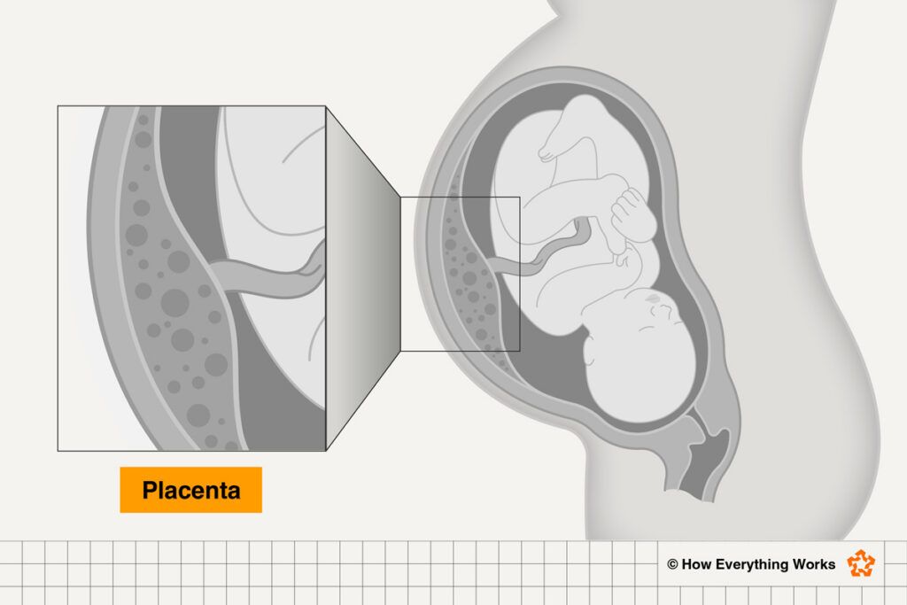 Diagram of the placenta