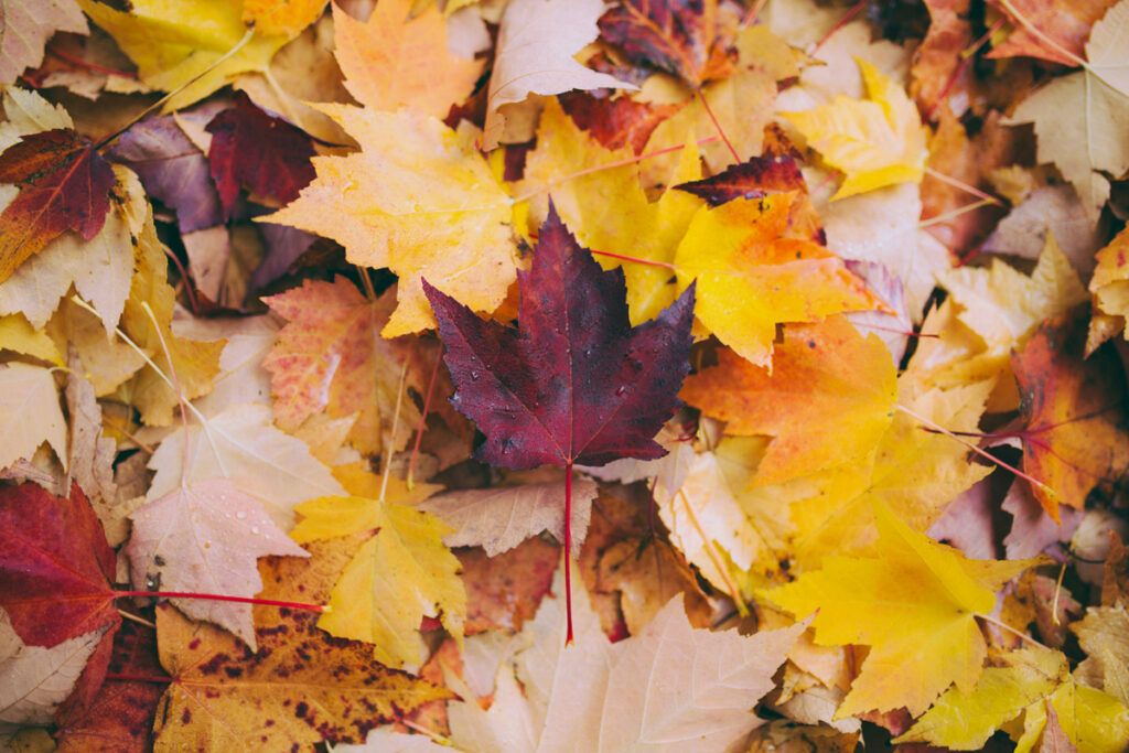 Fallen leaves