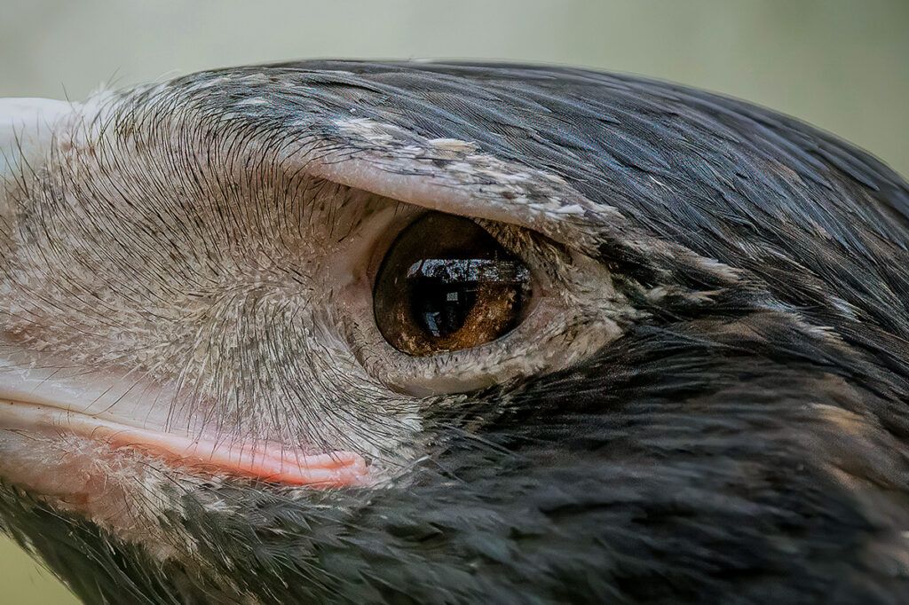 Close-up of a wedge-tailed eagle eye