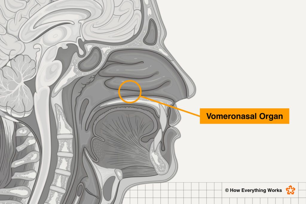 Diagram of the vomeronasal organ