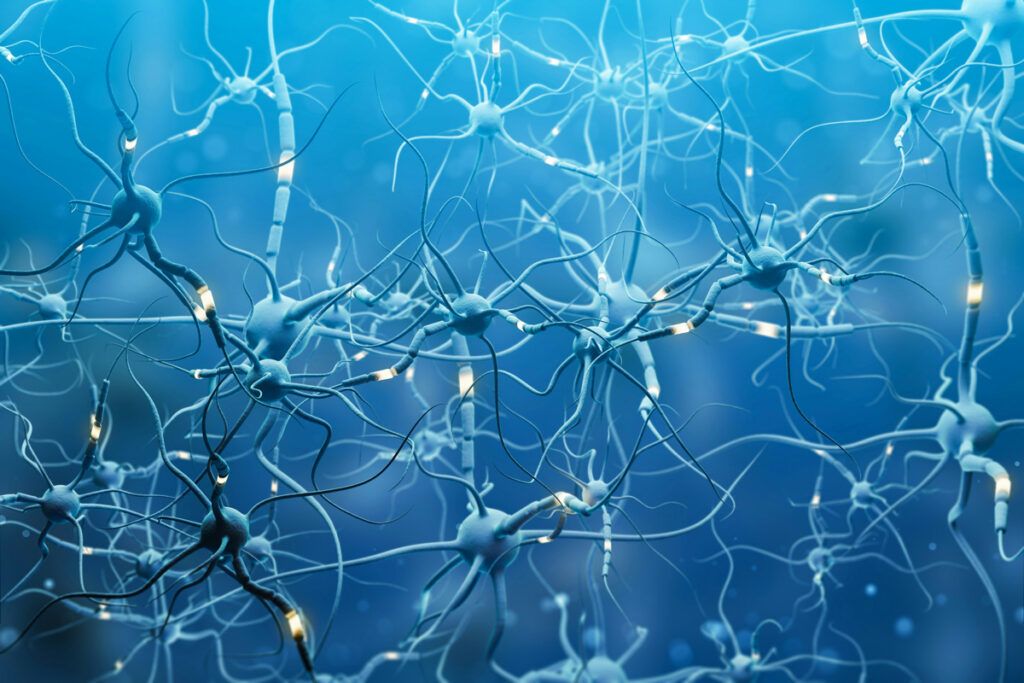 Neurons in brain