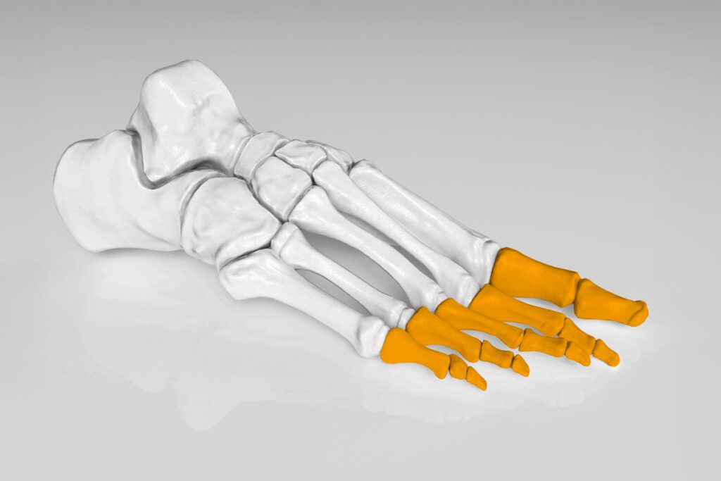 Toes highlighted in X-ray