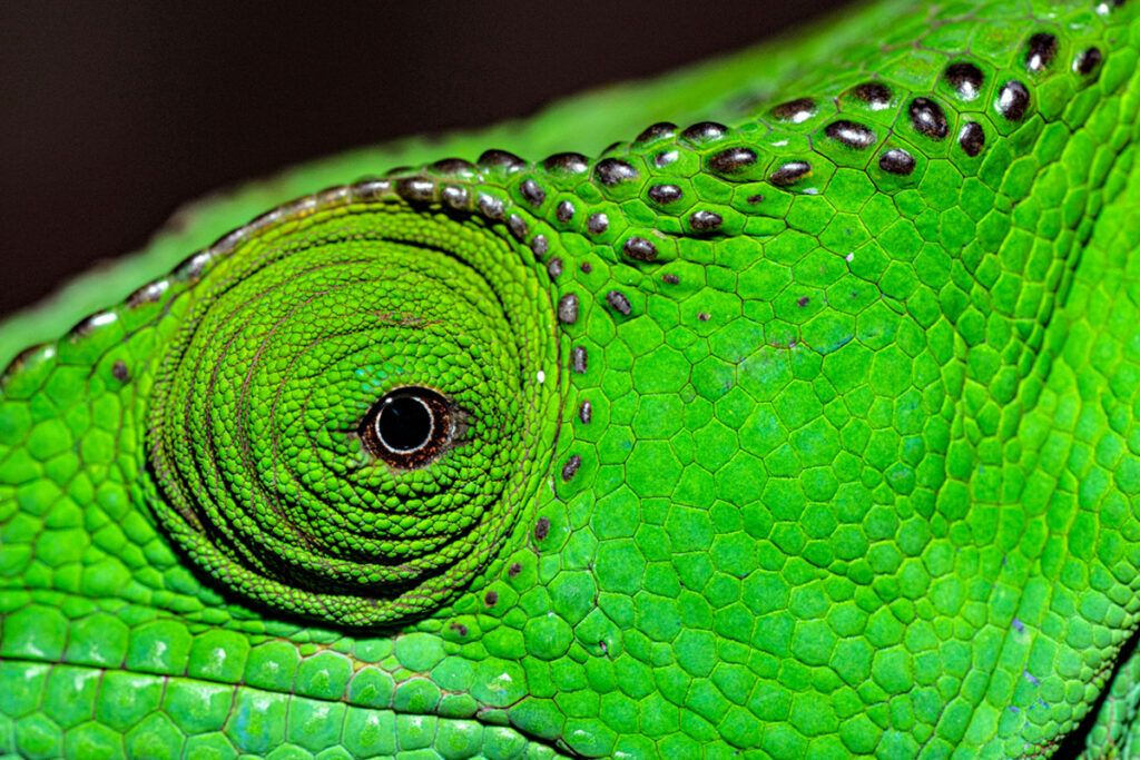 Close-up of chameleon eye
