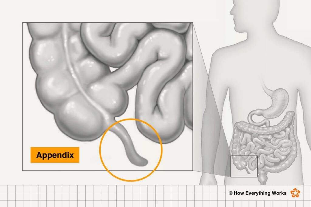 Diagram of the appendix