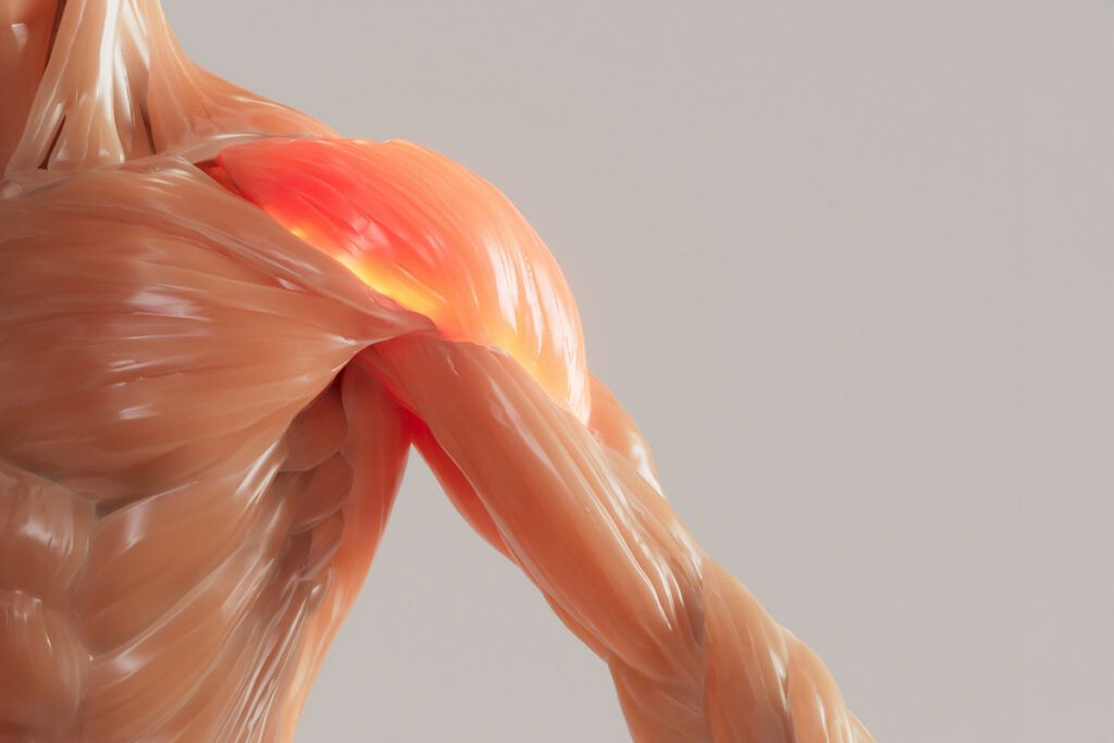 Human muscles of left shoulder, forearm, chest, and neck