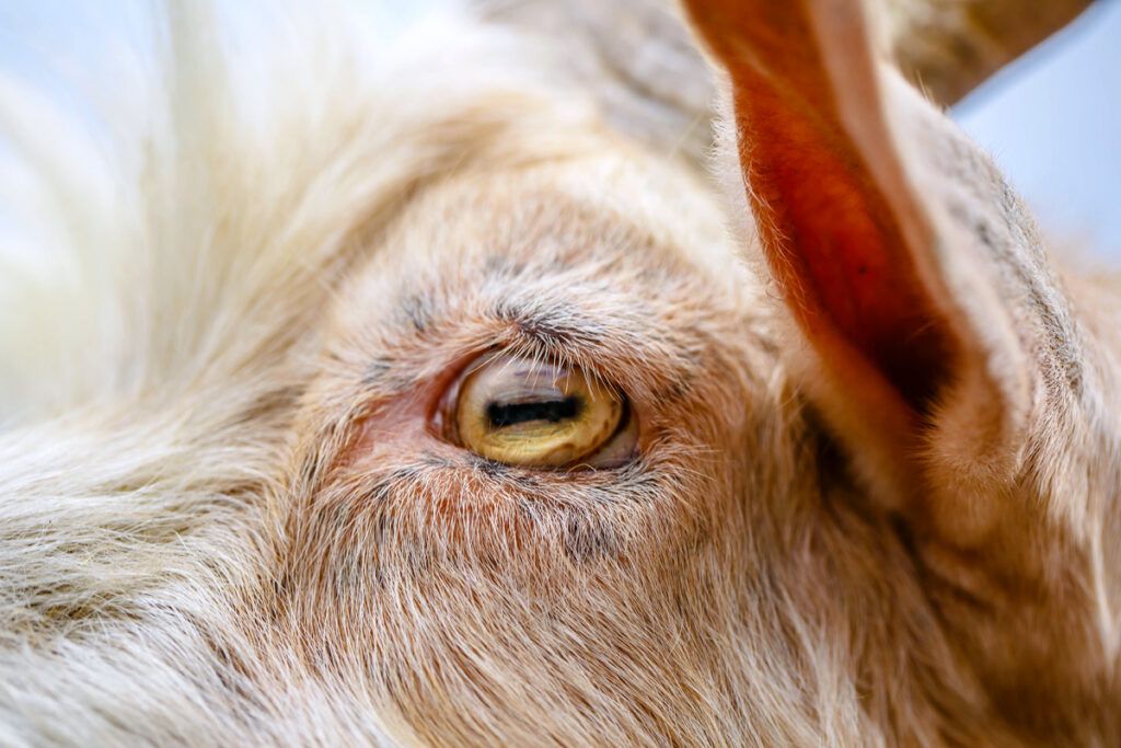 Close-up of goat eye