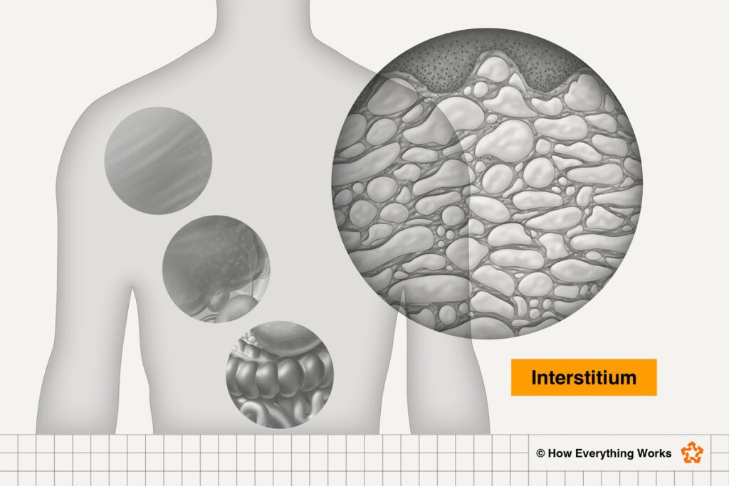 Diagram of the interstitium