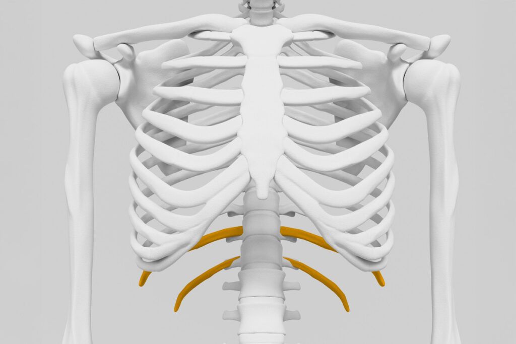 Lower ribs highlighted in X-ray