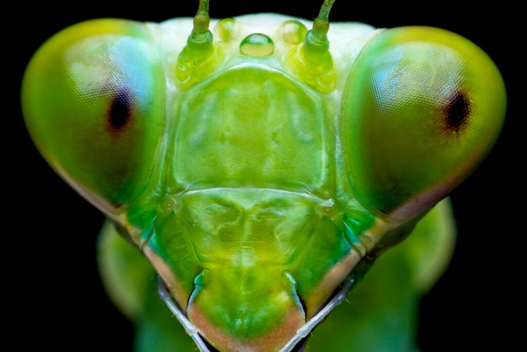 Close-up of a praying mantis face