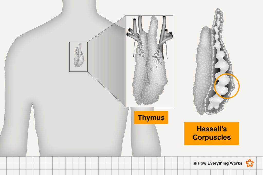 Diagram of Hassall’s corpuscles
