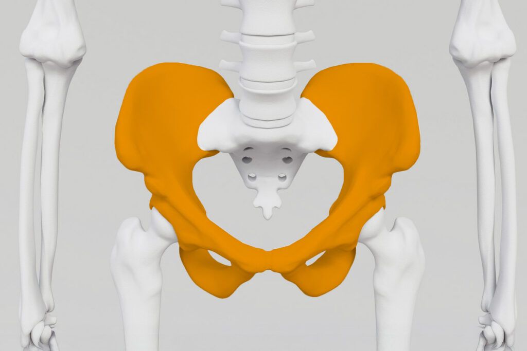 Hipbone highlighted in X-ray