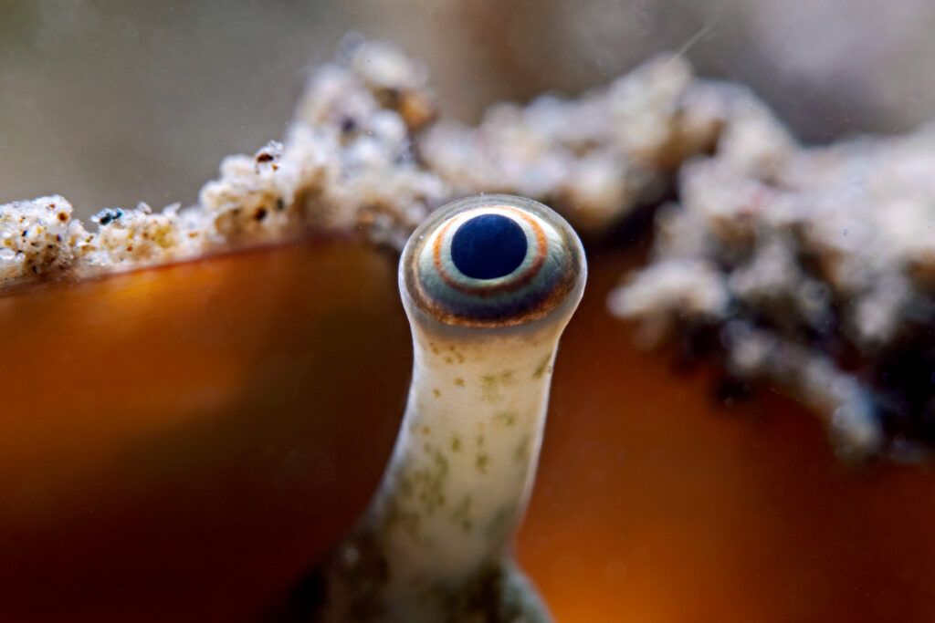 Close-up of the eye of a big-eyed conch snail