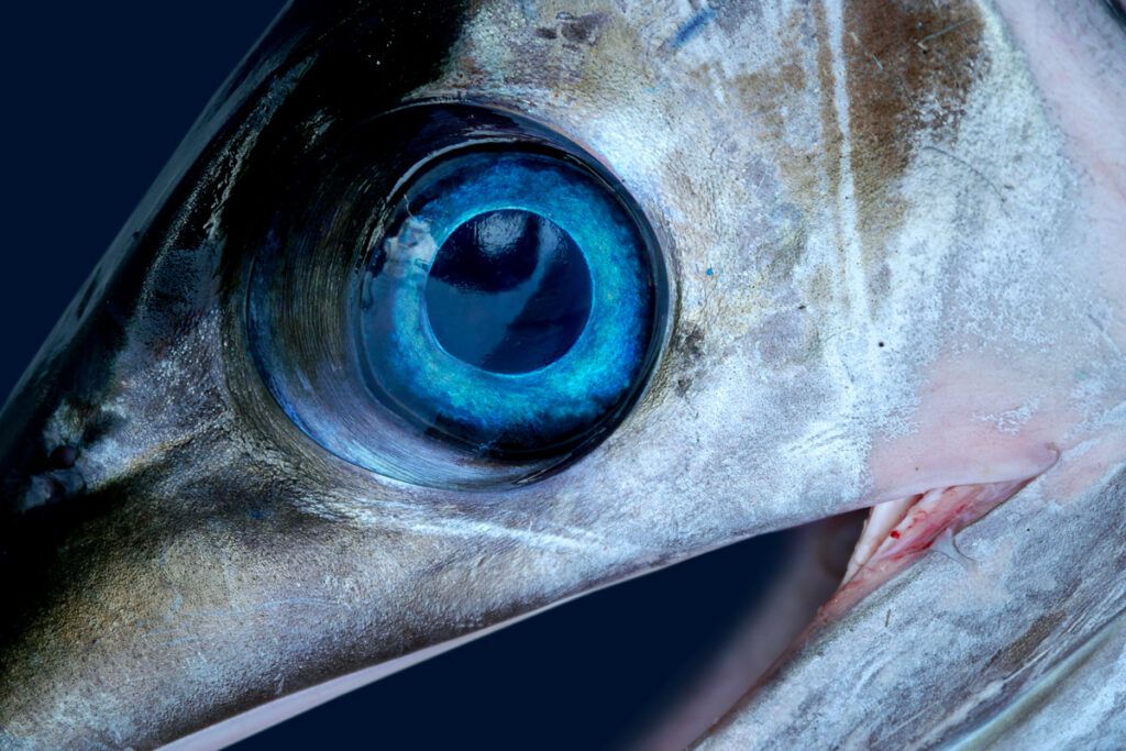 Close-up of swordfish eye