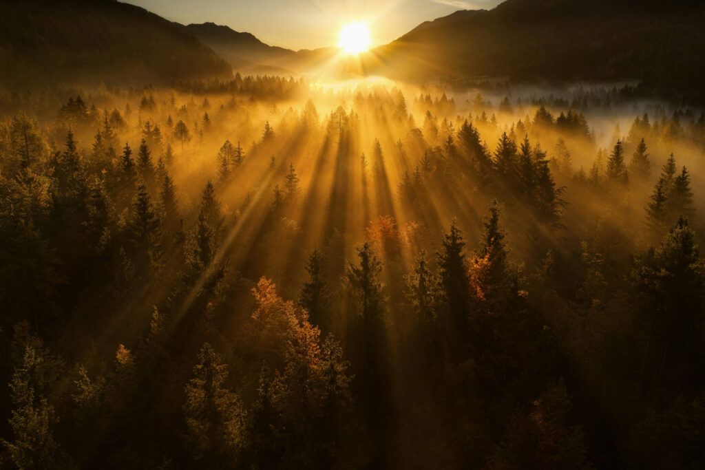 Sun over misty forest
