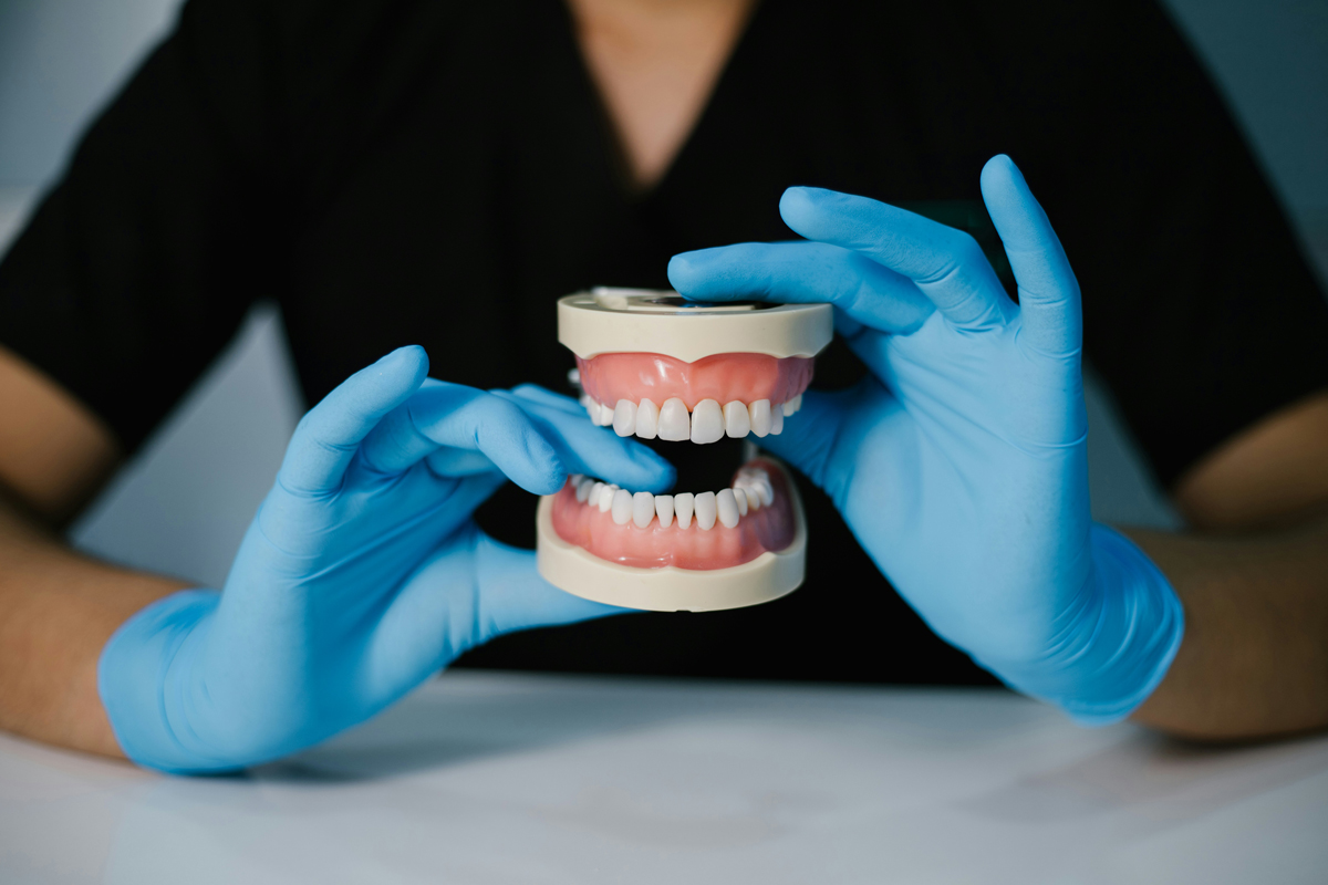 Model of human teeth
